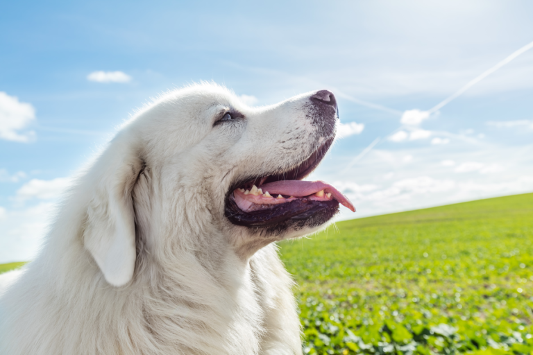 Hundecoaching in Bremen Ein weißer Hund mit offenem Maul steht vor einer grünen Wiese unter blauem Himmel.